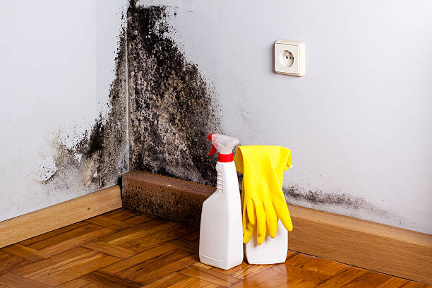 Best Certified Mold Removal  in Alma, NE