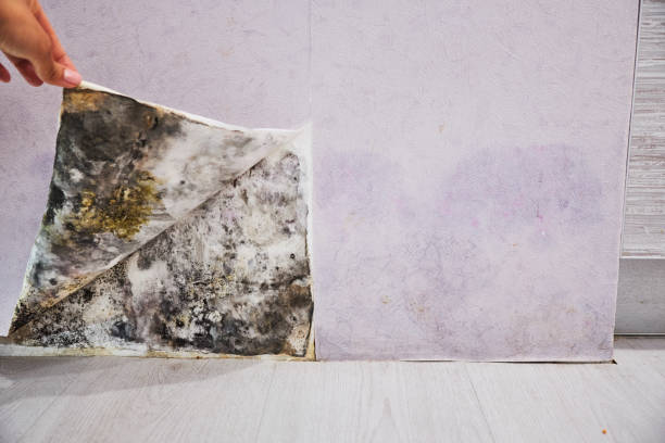 Best Professional Mold Removal  in Alma, NE